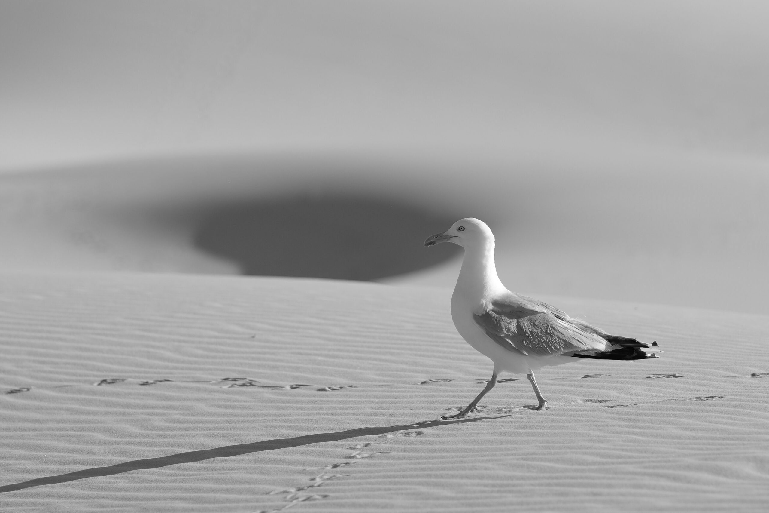 DSCF4553-2