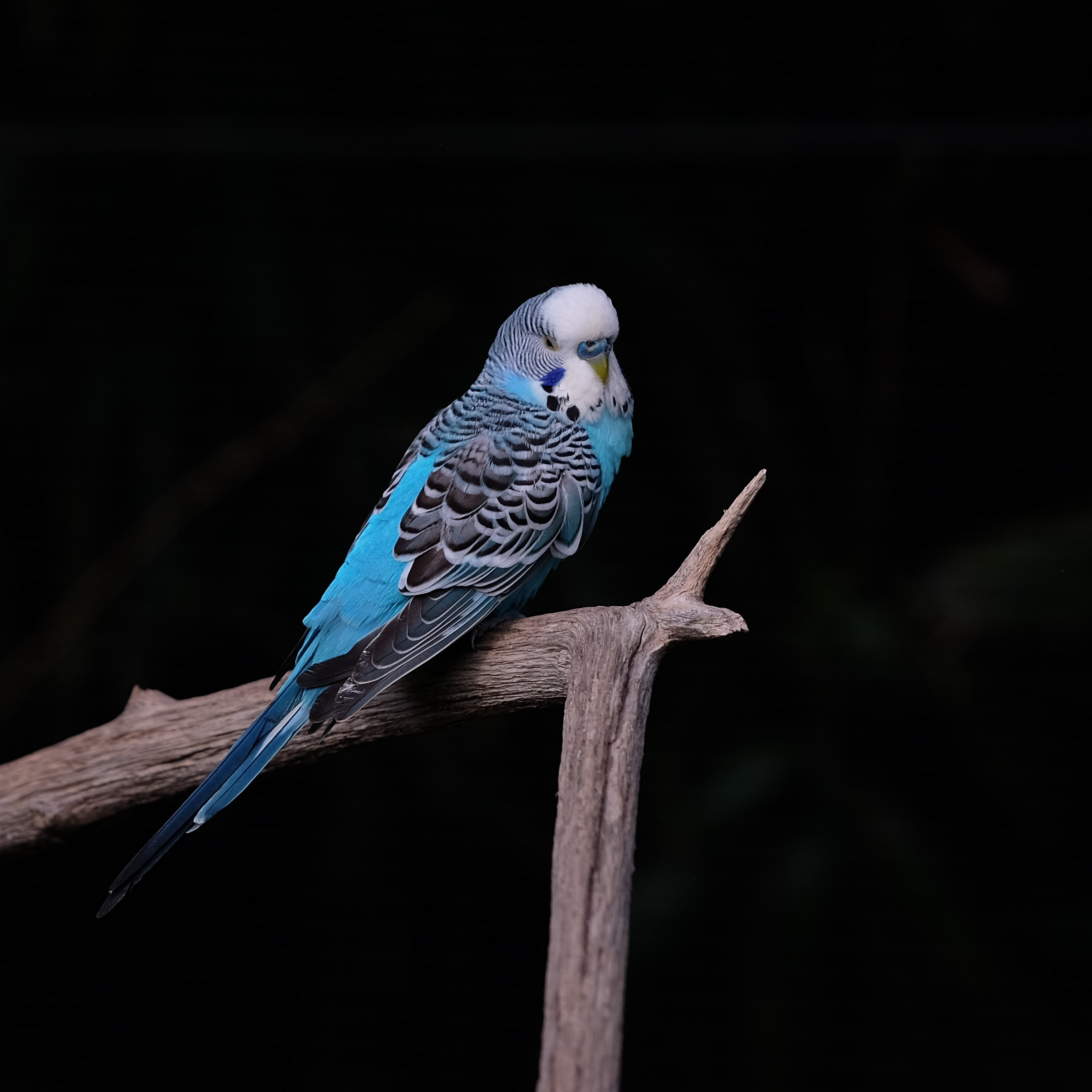 DSCF5714