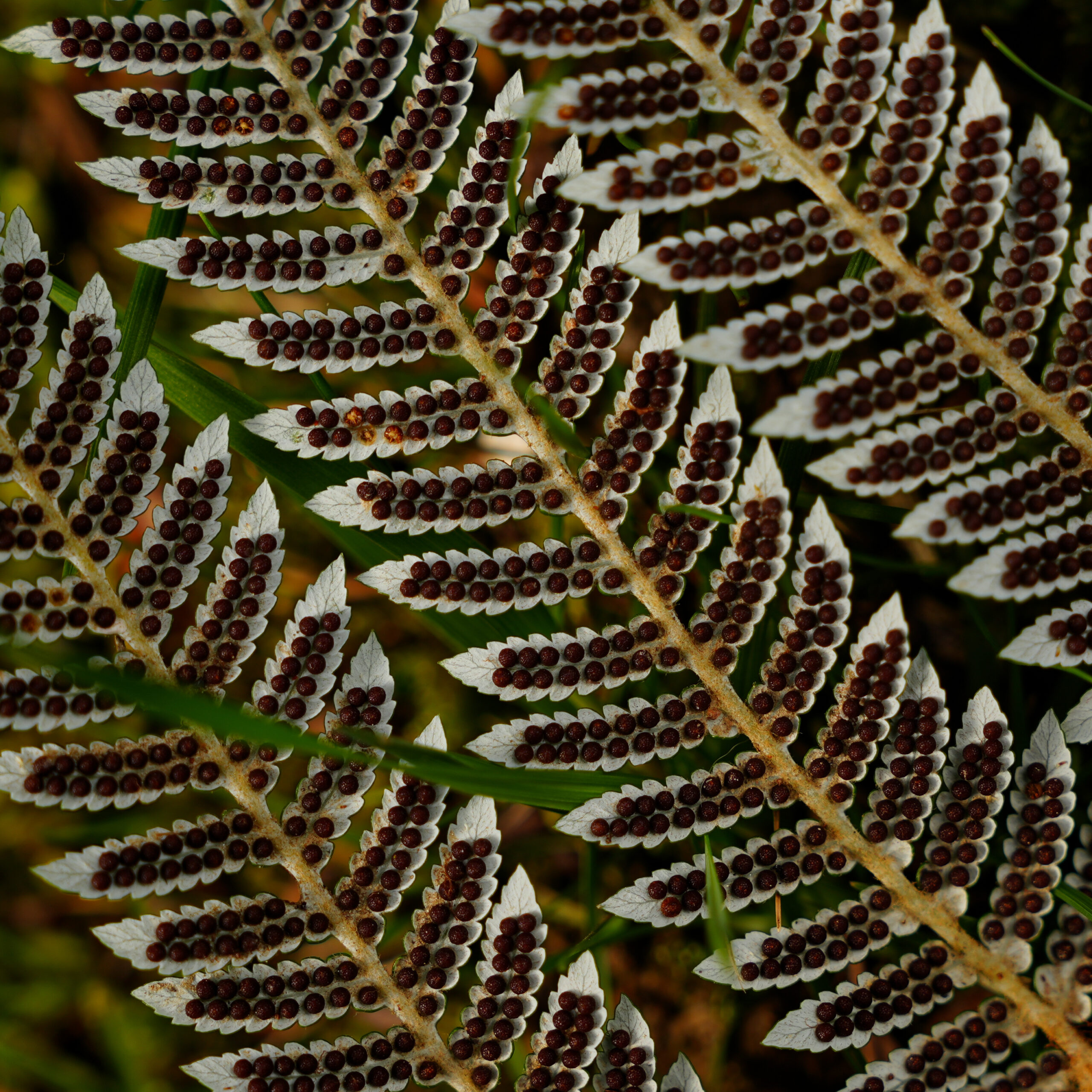 DSC00687