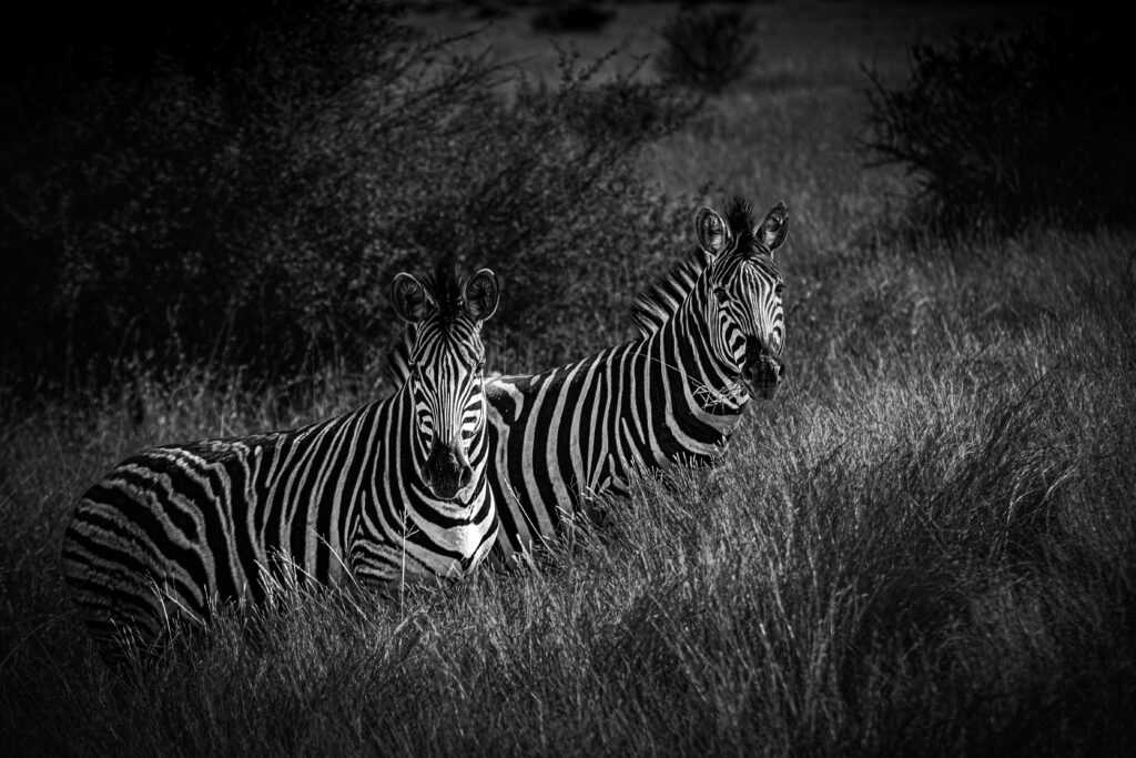 Photographie de zèbres Afrique du Sud