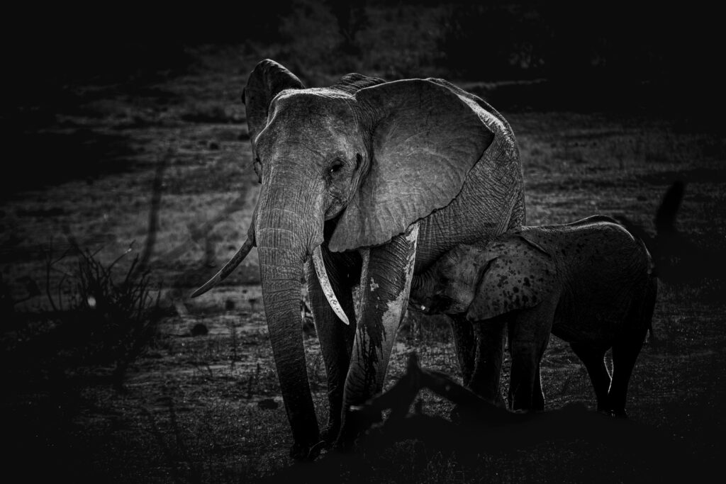 Photographie mère et bébé éléphant Afrique Du Sud