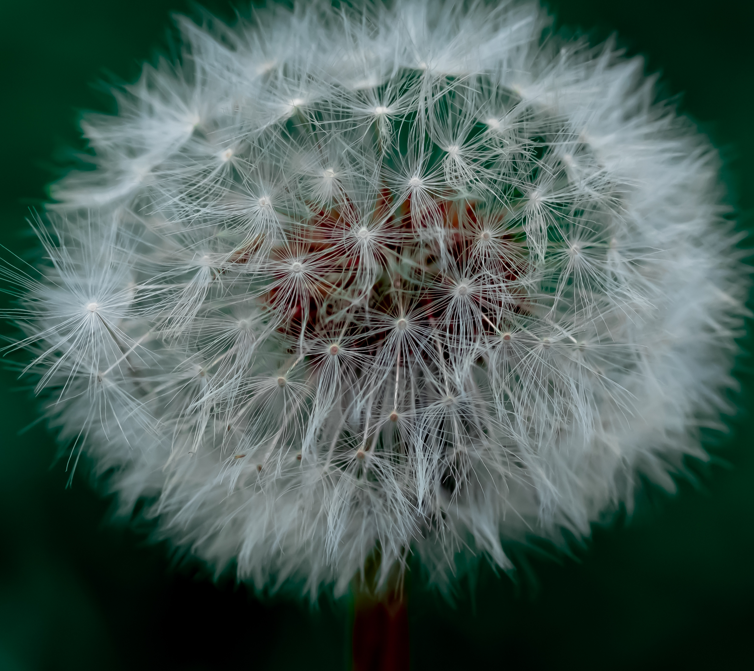 heart of dandelion