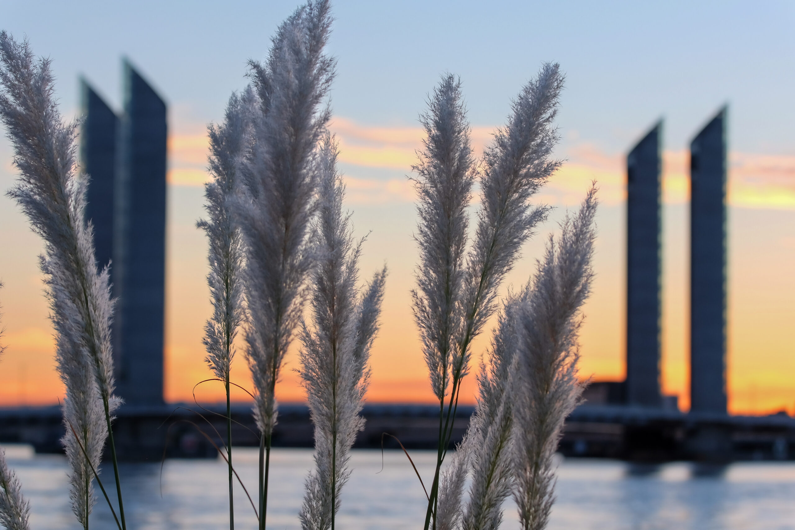 Pampas grass with the Pont Jacques Chaban Delmas in the background2