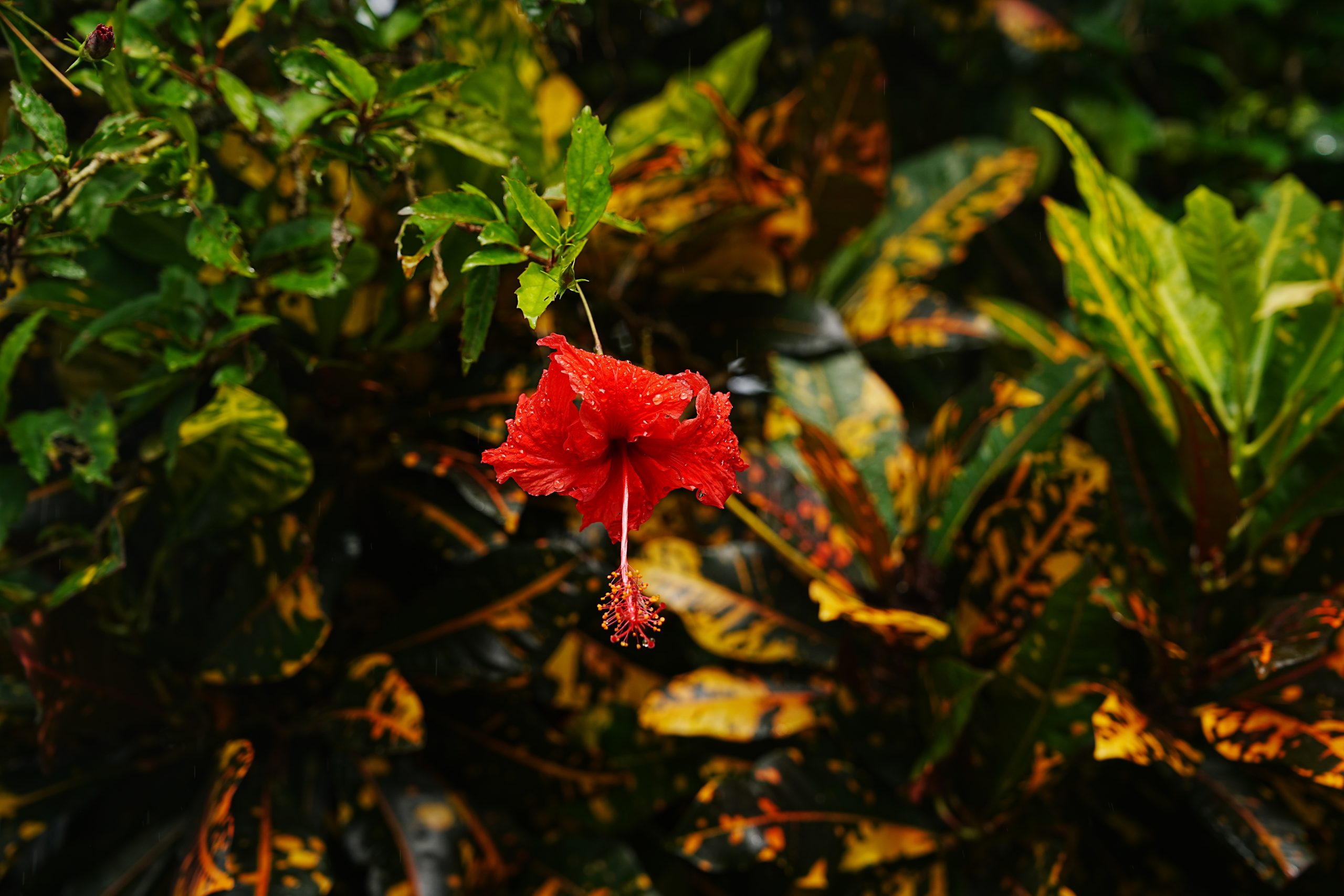 DSC04739